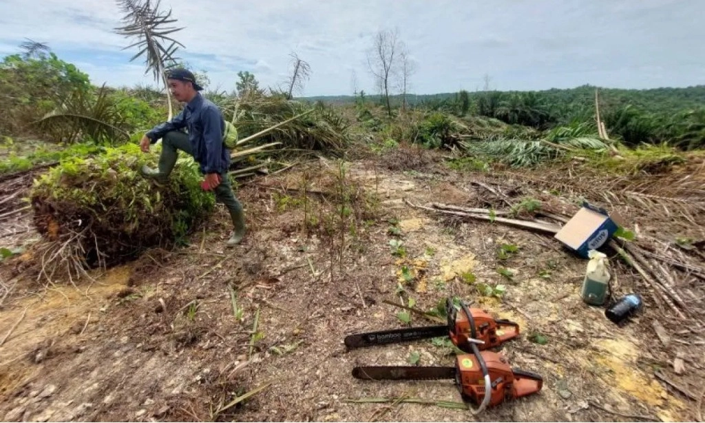 <p>Kemenhut Musnahkan Sawit di Tesso Nilo</p>