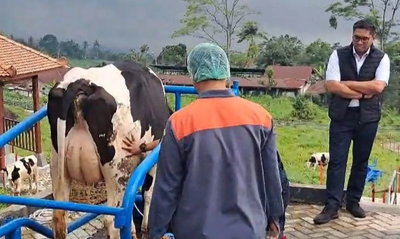 <p id="isPasted">Wamentan Sebut Impor Sapi Sudah Capai 27 Ribu Ekor</p>