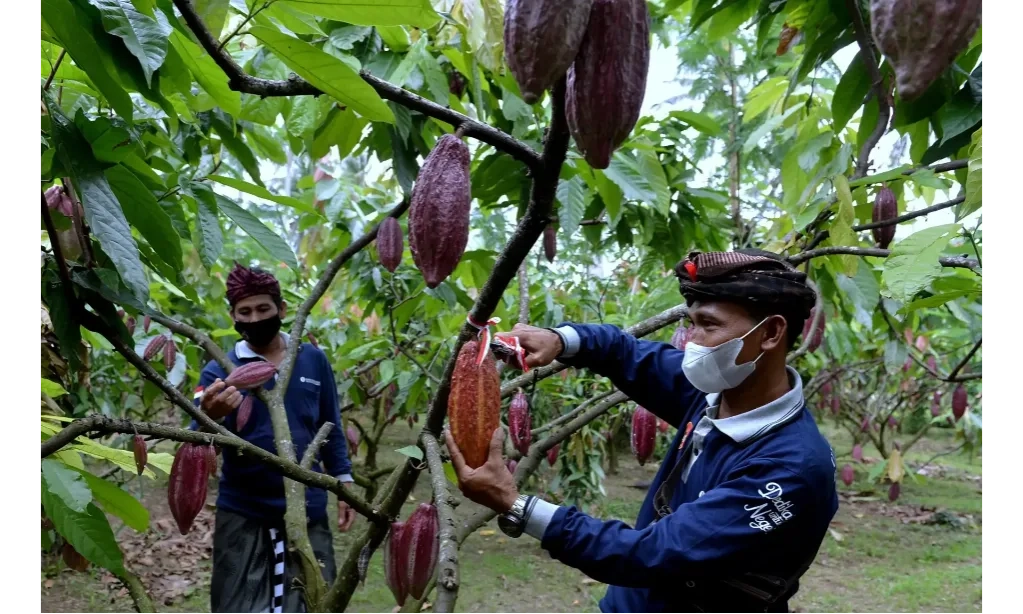 <p id="isPasted">Kementerian UMKM Ungkap Tantangan Utama Pengembangan Kakao</p>