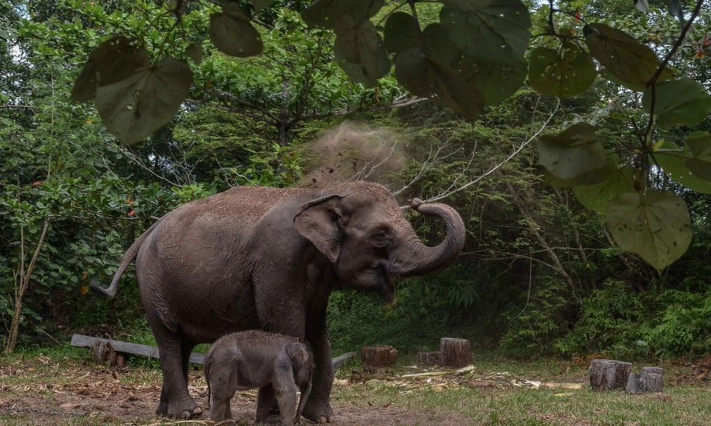 <p>Rayakan Hari Gajah Dengan Mengunjungi Kawasan Wisata Gajah</p>