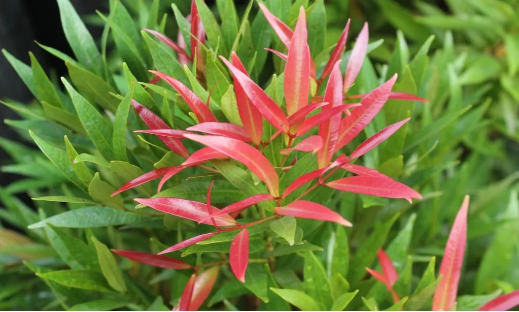 <p>Anti Oksidan Daun Pucuk Merah Setara Dengan Vitamin C&nbsp;</p>