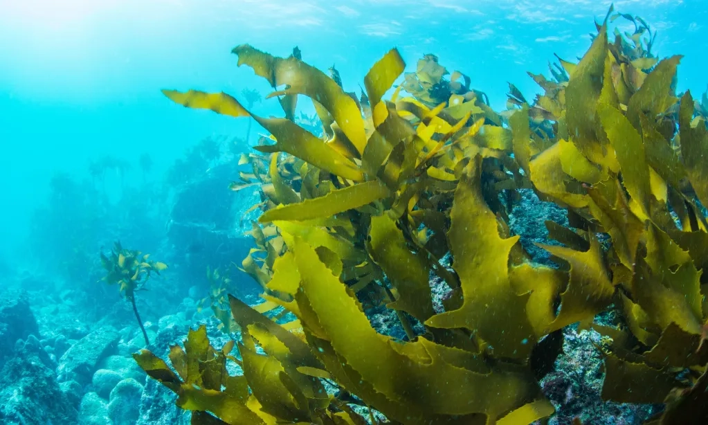 <p>OJK: Transaksi Bursa Karbon Naik 247,8% Nyaris 1,6 Juta Ton CO2</p>