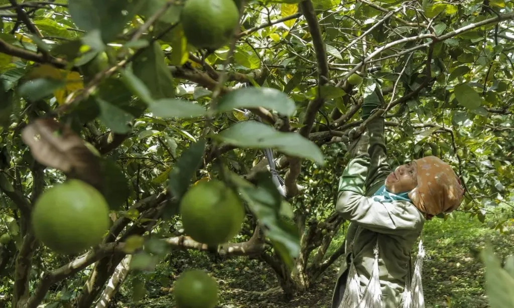 <p>Manfaat Daun Jambu Biji Untuk Redakan Diare</p>
