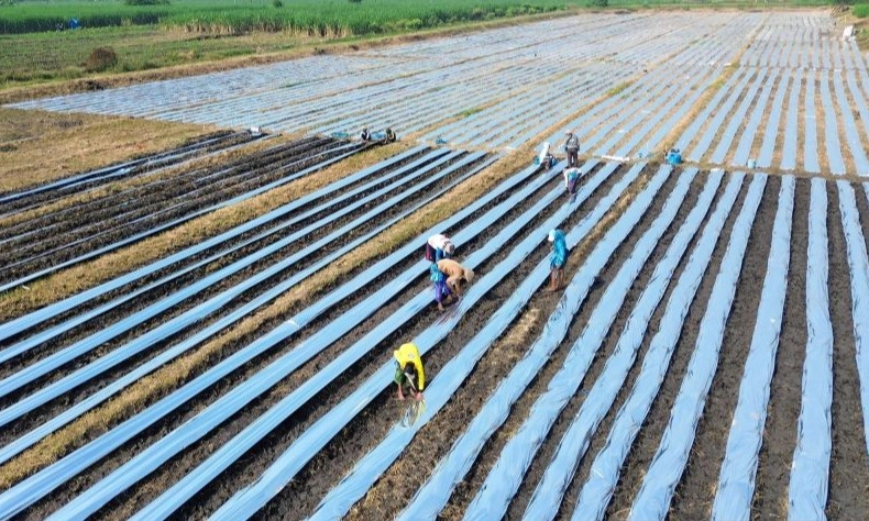 <p>Anggaran Ketahanan Pangan 2026 Naik 5,9% Jadi Rp164,4 T, Ini Alokasinya</p>