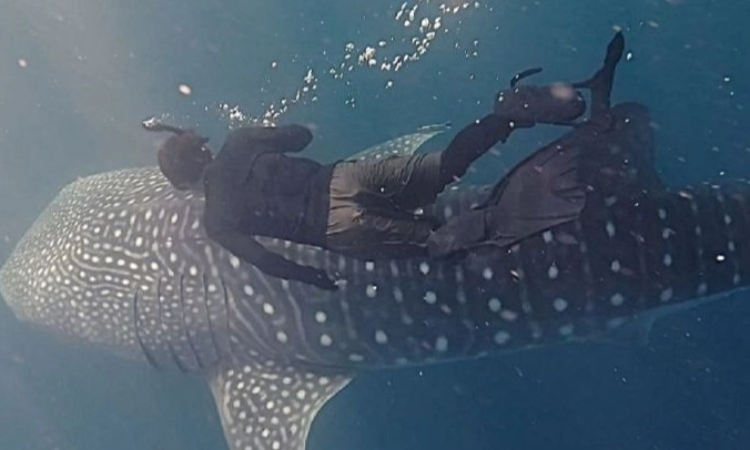 <p>Berenang Bersama Hiu Paus Jadi Daya Tarik Baru Wisata Pulau Miang</p>