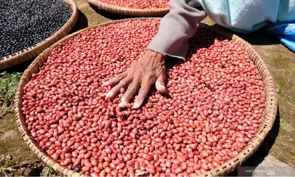 <p>Manfaat Konsumsi Kacang Merah Untuk Pencernaan</p>