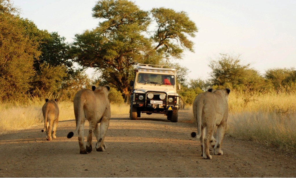 <p>Mau Safari Singa Ke Afrika? Ini Tips Aman Bertemu Raja Hutan Di Alam Liar</p>