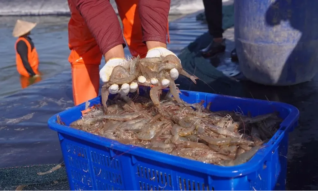 <p>Mendag Gelar Investigasi Klaim AS Soal Udang RI Terpapar Zat Radioaktif</p>