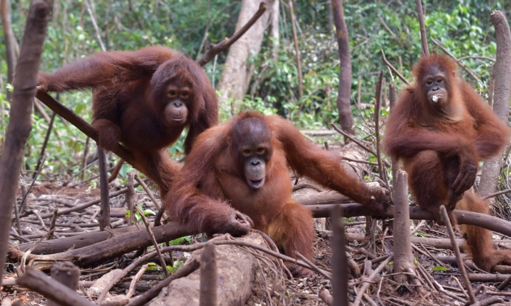 <p id="isPasted">Memahami Peran Penting Orangutan Bagi Kehidupan</p>