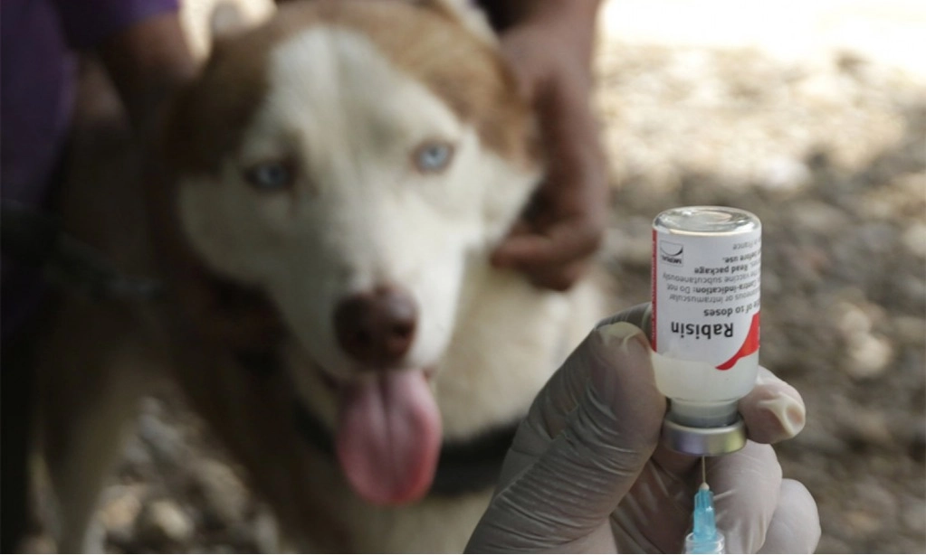 <p>Gubernur NTT Minta Pembatasan Ketat Pergerakan Hewan Rabies Di 15 Kabupaten&nbsp;</p>