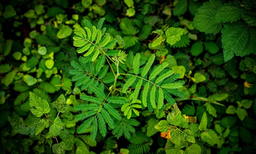 <p>Sederet Manfaat Senyawa Aktif Putri Malu, Dari Antibakteri Sampai Antikanker</p>