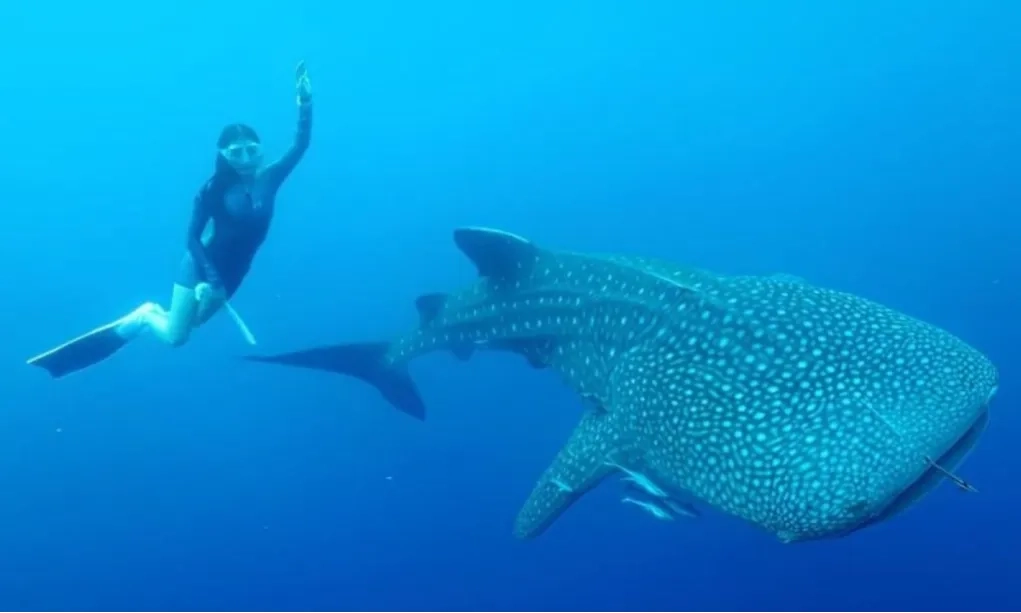 <p>Pengembangan Kawasan Samota Diyakini Tak Ganggu Ekosistem Hiu Paus&nbsp;</p>