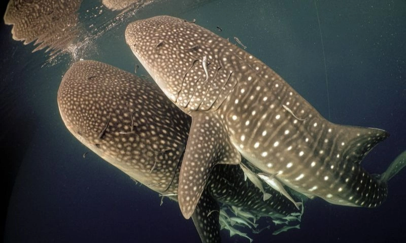 <p>Bentang Laut Kepala Burung Jaga Populasi Hiu Paus Indo-Pasifik</p>