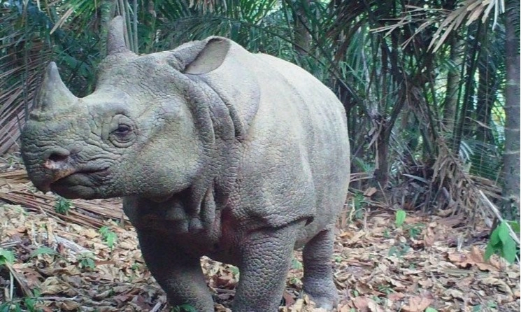 <p>Pemerintah Target Tambah Populasi Satwa Terancam Punah</p>