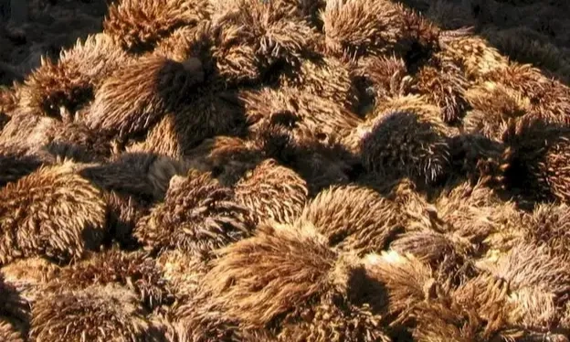 <p>Limbah Biomassa Kelapa Sawit Berpotensi Jadi Materi Karbon Superkapasitor</p>