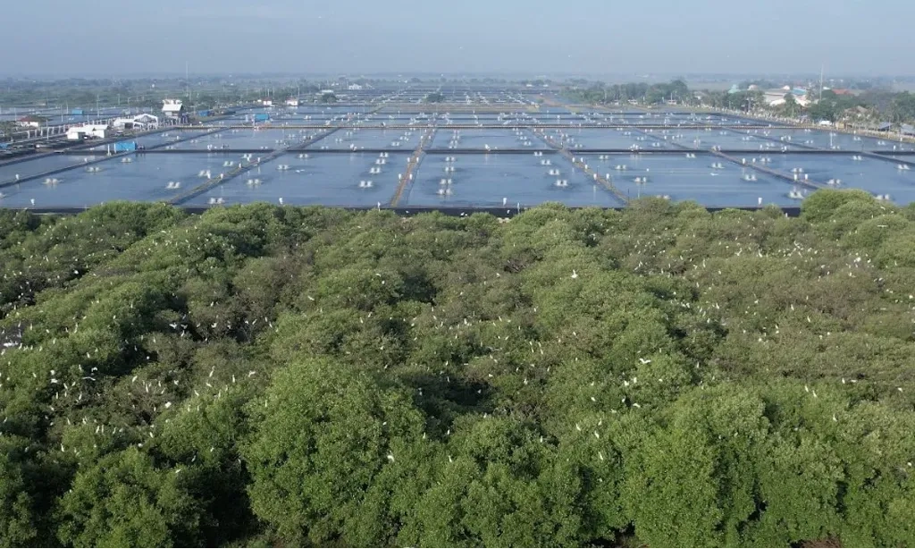 <p>KKP: Revitalisasi Tambak Pantura Bawa Tilapia ke Pasar Global</p>