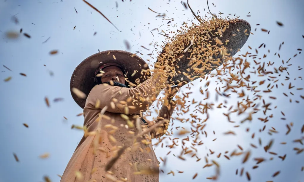 <p id="isPasted">Harga dan Inflasi Beras di Agustus 2025 Naik, NTP Tanaman Pangan Ikut Naik</p>