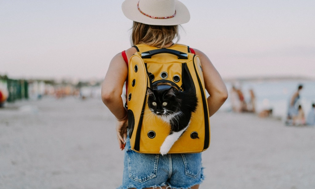 <p>Tips Agar Kucing Tetap Tenang Saat Bepergian Jauh</p>