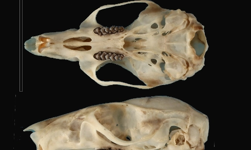 <p id="isPasted">BRIN Temukan Spesies Baru Tikus Hutan Endemik Sulawesi</p>