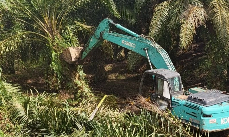 <p>Satgas PKH Ambil 360 Ha Lahan Sawit di Taman Nasional Gunung Leuser</p>