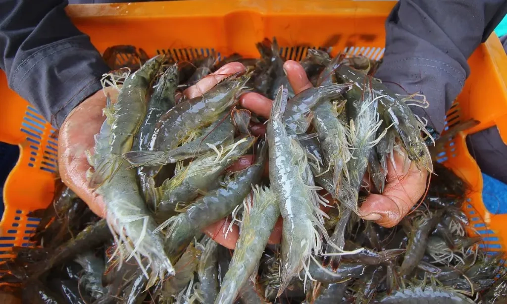 <p id="isPasted">Isu Udang Terkontaminasi, Mendag Jamin Ekspor Udang ke AS Lancar</p>