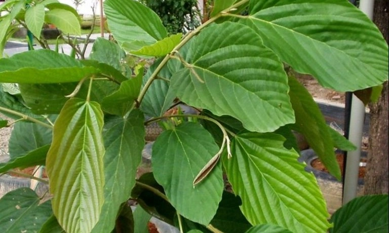 <p>Tanaman Apa-apa, Tumbuhan Liar Endemik Indonesia Untuk Obat Kanker</p>