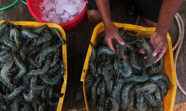<p>Shrimp Club Indonesia Pastikan Udang Ekspor Aman Dikonsumsi</p>
