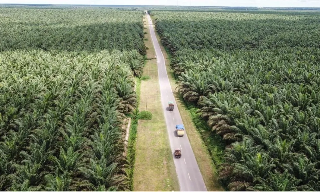 <p>84 RIbu Ha Lahan Sawit Ada di Kawasan Hutan</p>