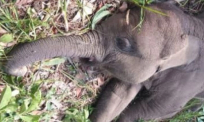 <p>Kemenhut Kabarkan Kematian Tari, Gajah Betina Tessa Nilo</p>