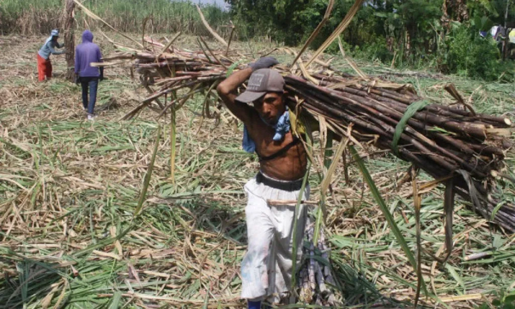 <p>Pemerintah: Danantara Sudah Serap 40 Ribu Ton Gula Petani</p>