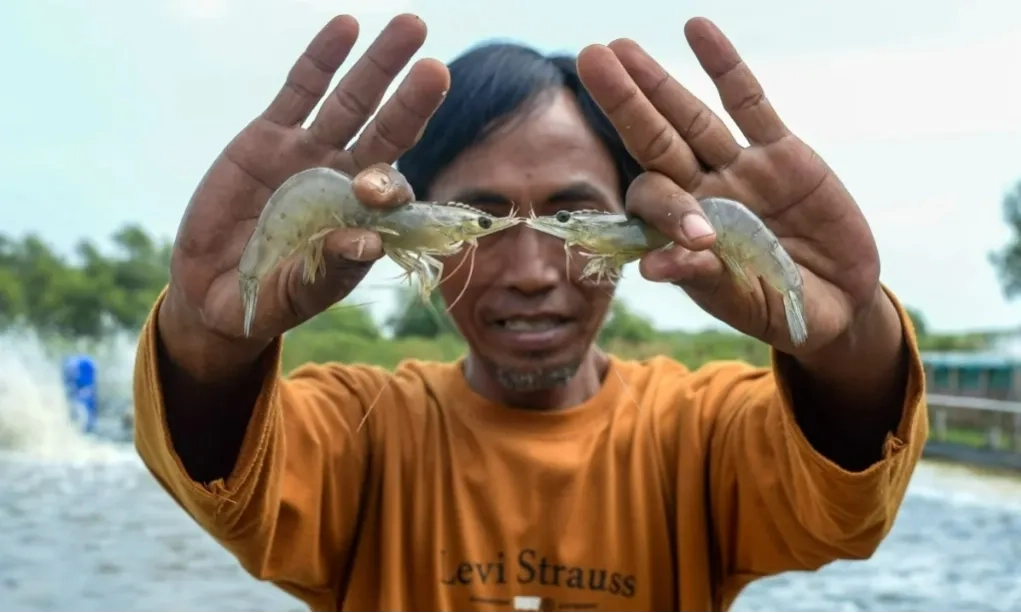 <p>Disegel, Pabrik Diduga Penyebab Radioaktif Cemari Udang</p>