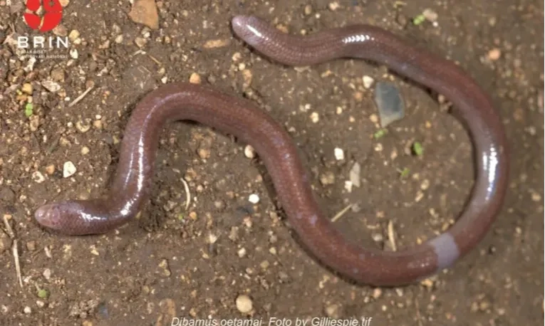 <p id="isPasted">Peneliti ITB Temukan Kadal Buta Tak Bertungkai, Endemik Pulau Buton</p>