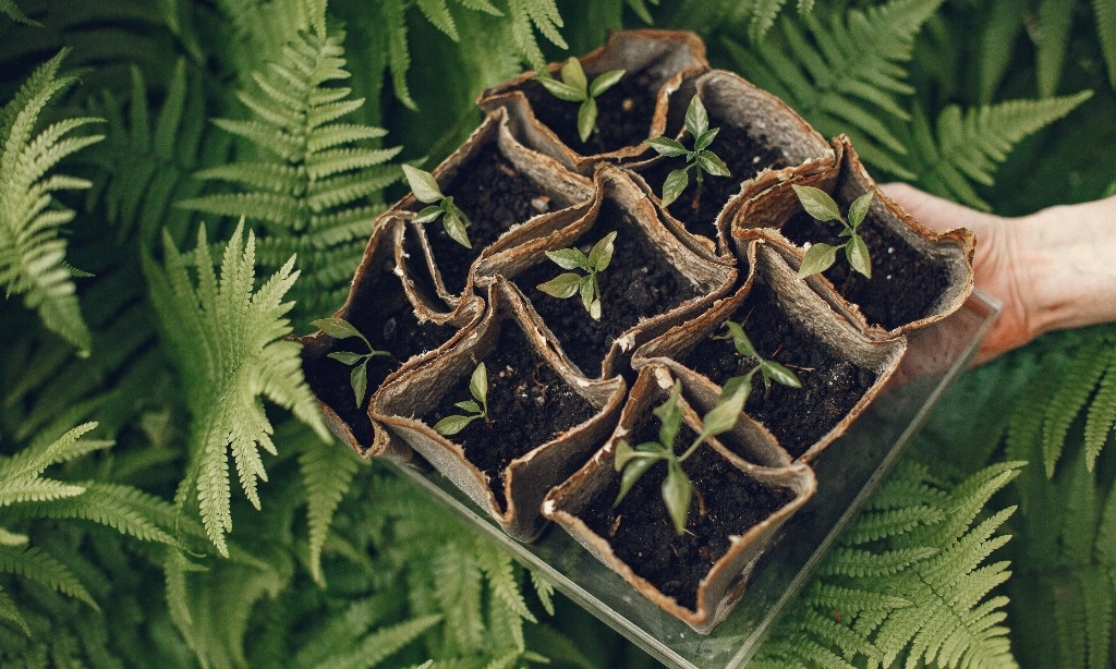 <p>Jepang Kembangkan Fotosintesis Buatan, Ubah CO2 Jadi Bahan Bakar</p>