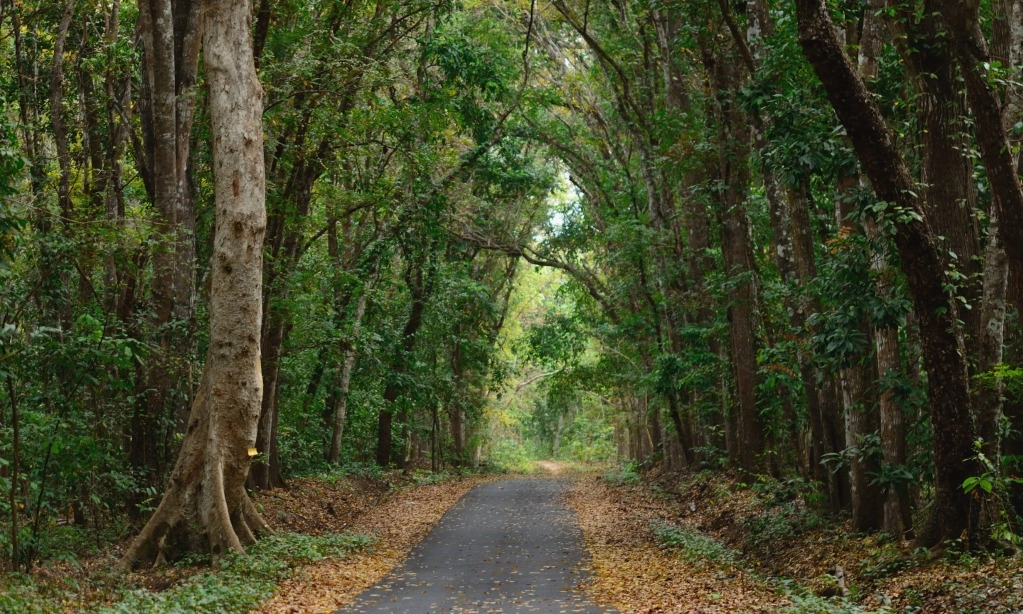 <p>Kemendes Rekomendasikan Pemetaan Hutan Sebagai Wilayah Desa</p>