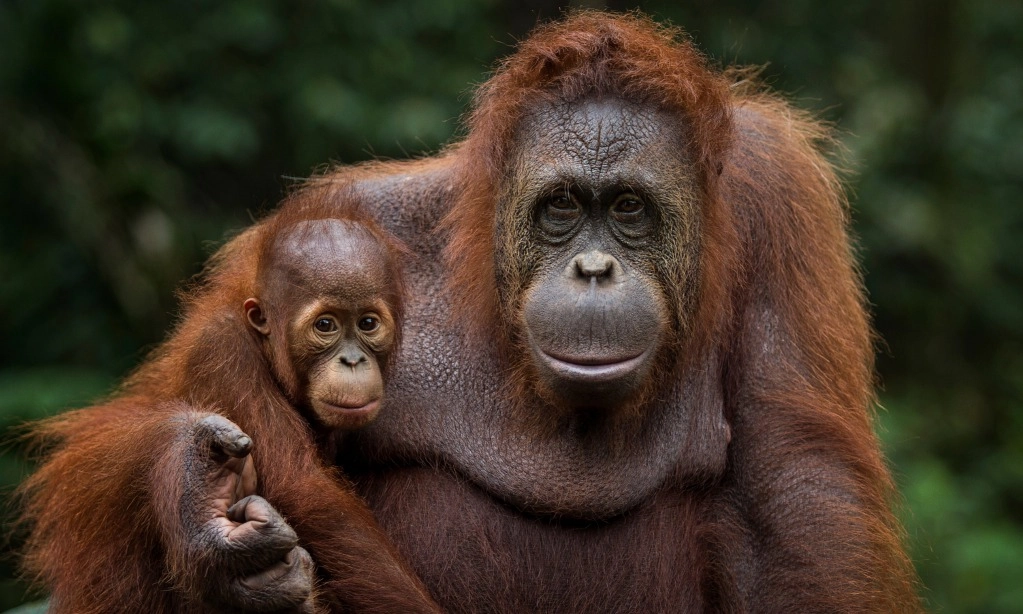<p>Melihat Pola Makan Orangutan Hadapi Perubahan Lingkungan</p>