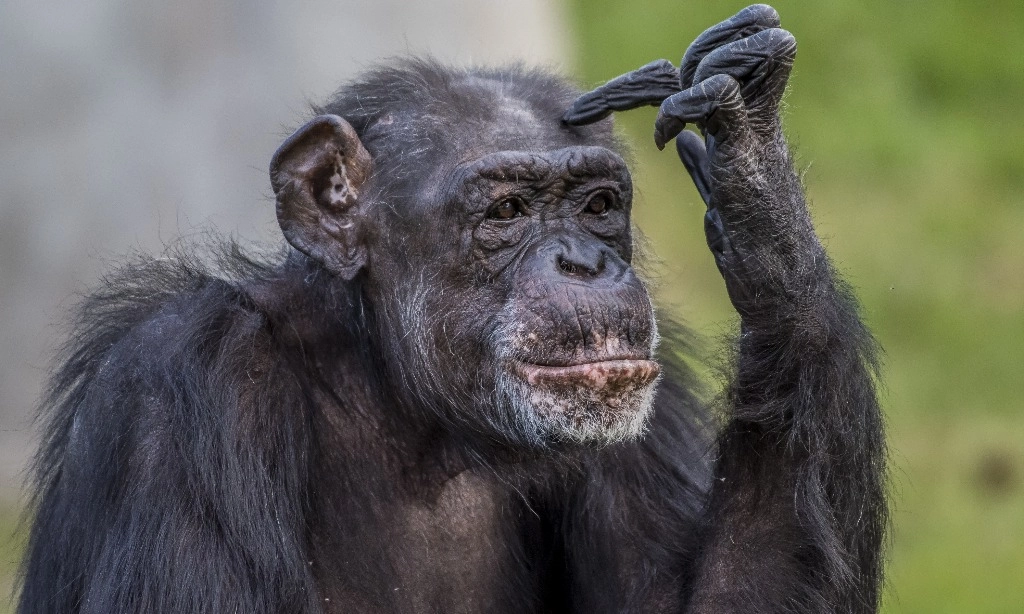 <p>Studi Ungkap Manusia Dan Simpanse Punya Kesamaan Rasa Jijik</p>