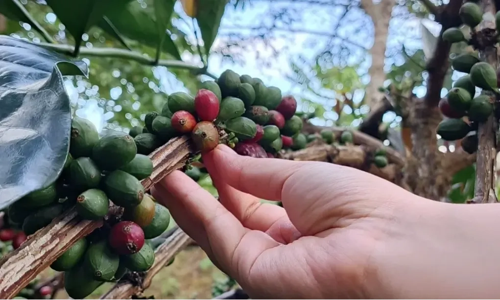 <p>Pemprov Kaltim Fasilitasi Perlindungan Kopi Liberika Prangat Baru</p>