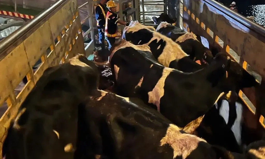 <p>Pemerintah Siapkan 1,5 Juta Ha Lahan Untuk Investasi Sapi</p>