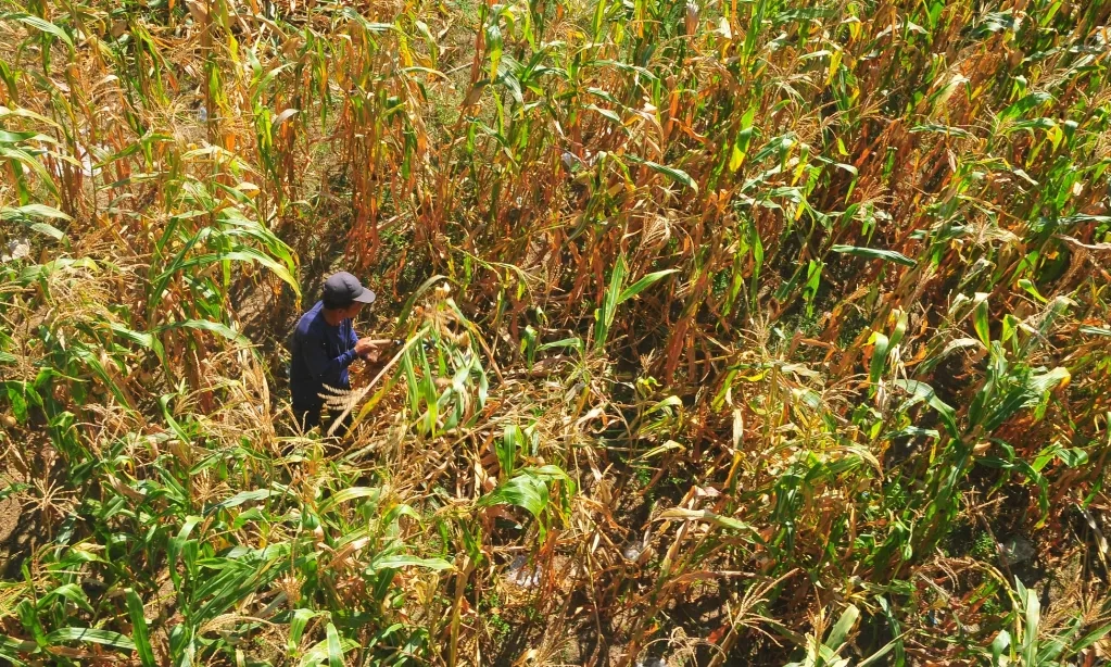 <p>Tiga Varietas Jagung Hasil Riset Unhas Bersertifikat Dilindungi</p>