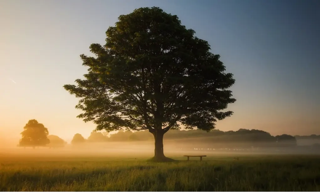 <p dir="ltr" id="isPasted"><em>Human Composting,&nbsp;</em>Teknik Penguburan Yang Cocok Buat Pecinta Lingkungan</p>