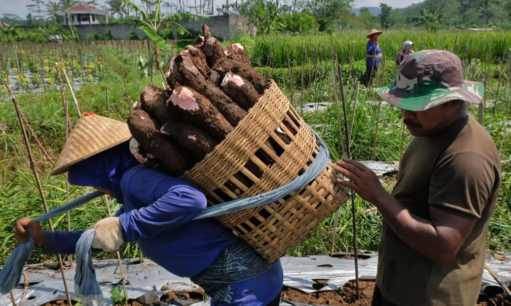 <p id="isPasted">Lartas Impor Singkong Segera Terbit, Bapanas: Bisa Jadi Pangan Strategis</p>