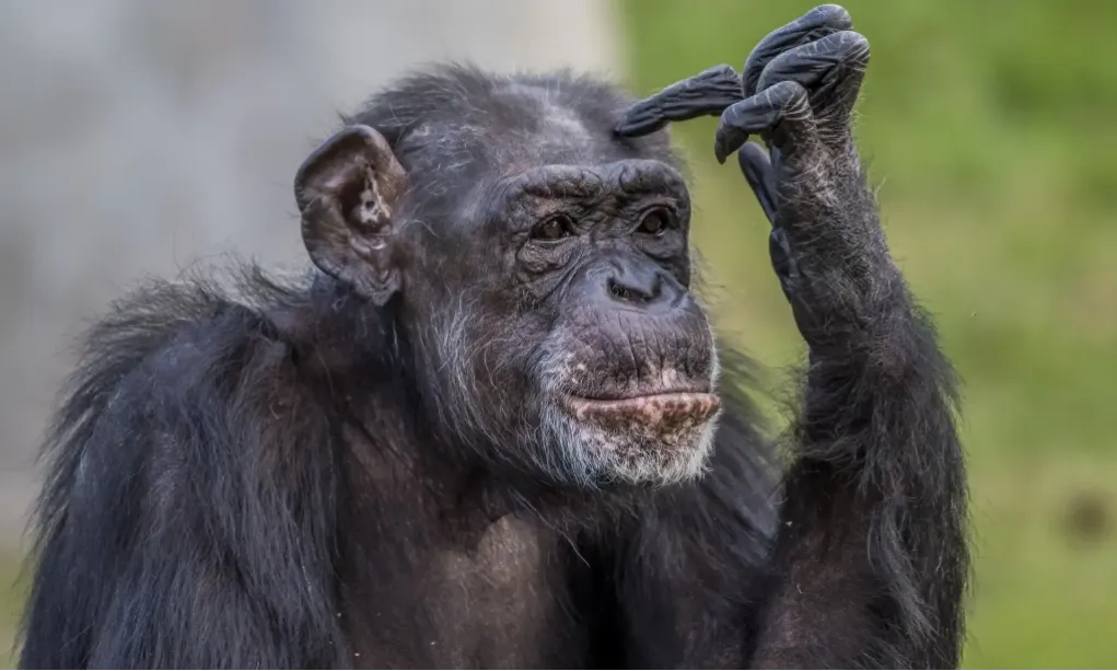 <p>Studi: Simpanse Mengonsumsi Alkohol Setara Setengah Gelas Bir Per Hari</p>