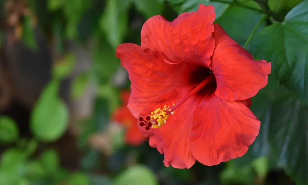 <p>Ekstrak Kembang Sepatu Berpotensi Jadi Obat Penghenti Pendarahan</p>