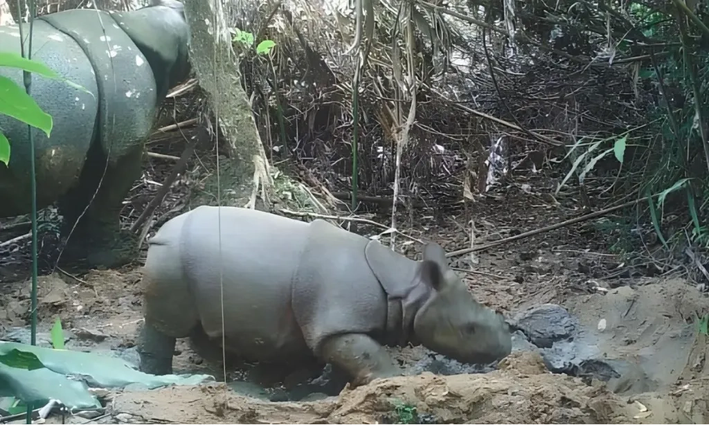 <p>Menhut Ingatkan Badak Harga Diri Bangsa</p>