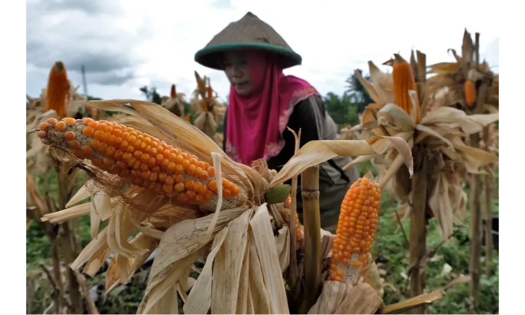 <p id="isPasted">Demi Kejar Produksi Padi, Kementan Akui Produksi Jagung Menurun</p>
