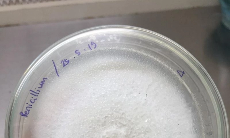 <p>BRIN Kaji Potensi Jamur Endofit Jadi Bahan Obat</p>