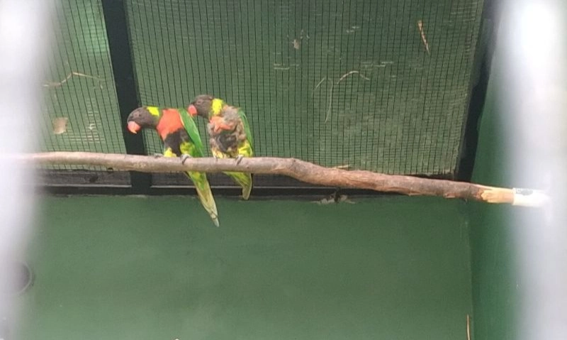 <p>BKSDA Bali Jaga Hutan Memadai Untuk Lepas Liar Satwa</p>