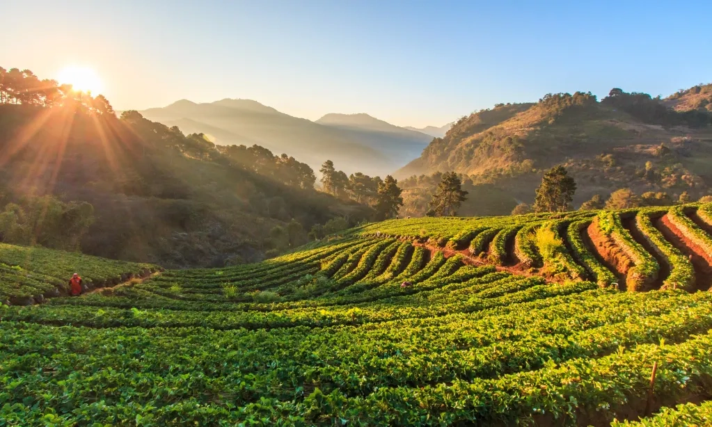 <p id="isPasted">Ragam Pilihan Destinasi Ekowisata Di Chiang Mai, Thailand</p>