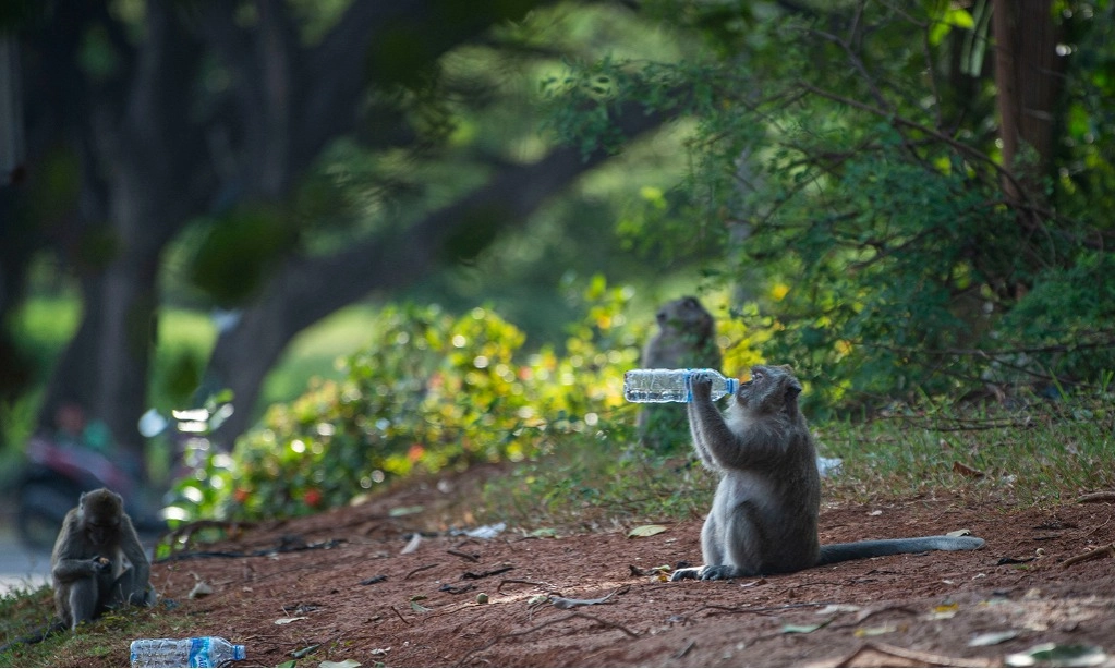 <p>Monyet Ekor Panjang Serang Puluhan Hektare Lahan Pertanian Di Yogyakarta</p>
