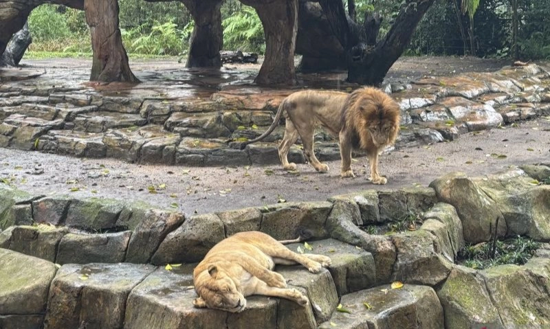 <p>Pemkot Ingin Bandung Zoo Segera Dikosongkan</p>